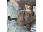 Adopt Nutella * In Foster a Domestic Short Hair