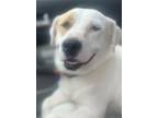 Adopt Katy Perry a Brittany Spaniel, Terrier