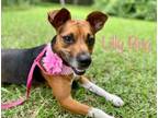 Adopt LILLY BUG a Terrier, Beagle
