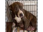 Adopt Journey a Pit Bull Terrier