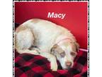 Adopt Macy a Terrier