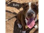 Adopt Ruby a Pit Bull Terrier