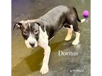 Adopt Doritos a American Staffordshire Terrier