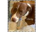 Adopt Clarity a Mixed Breed