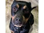 Adopt Michsa a Rottweiler