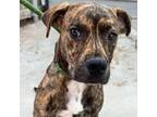 Adopt Cinco a Catahoula Leopard Dog