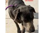 Adopt Bonnie a Labrador Retriever