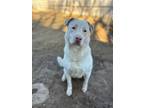 Adopt Moon a Labrador Retriever, Cattle Dog