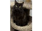 Adopt Samara a Domestic Medium Hair