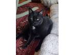 Adopt Bella a Domestic Short Hair