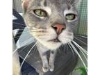 Adopt Zoey a Tabby, Domestic Short Hair