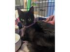 Adopt Mary a Domestic Short Hair