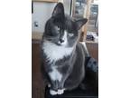 Adopt Soxie a Domestic Short Hair