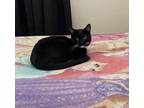 Adopt Padme a American Shorthair