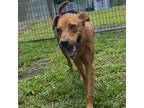 Adopt Petunia (COH-A-7116) a Mixed Breed