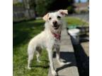 Adopt WILLOW - LOCAL (Victoria) a Terrier