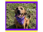 Adopt Paige a Mountain Cur, Mixed Breed