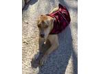 Adopt CAPTAIN* a German Shepherd Dog, Mixed Breed