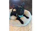 Adopt Zuko a Yorkshire Terrier, Poodle