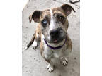 Adopt Rumble A417358 a Catahoula Leopard Dog, Pit Bull Terrier