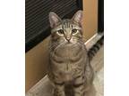Adopt Oliver a Tabby