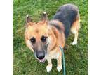 Adopt Yeti a German Shepherd Dog