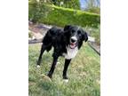 Adopt Jack a Border Collie