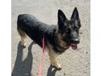 Adopt Icarus a German Shepherd Dog, Mixed Breed