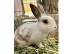 Adopt BAXTER a Bunny Rabbit