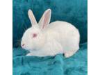 Adopt LINUS a Bunny Rabbit