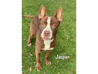 Adopt JASPER a Pit Bull Terrier