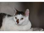 Adopt Toby a Tabby, Domestic Short Hair