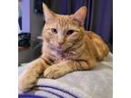 Adopt Frodo a Domestic Short Hair