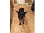 Adopt Jagger a German Shepherd Dog