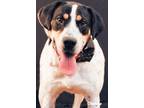 Adopt Nick a Bluetick Coonhound, Labrador Retriever