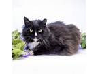 Adopt Bruno a Manx, Domestic Medium Hair