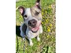 Adopt Seymour-Urgent! a Pit Bull Terrier, Staffordshire Bull Terrier