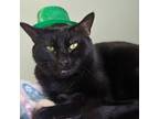 Adopt Panther a Domestic Short Hair
