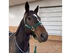 Adopt Pete - Mandatory Payout a Quarterhorse