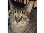 Adopt Zee Zee ( gets along with Dogs & Cats ) a Tabby, American Shorthair