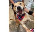 Adopt Chan a Labrador Retriever