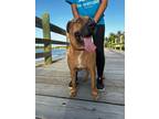 Adopt Bruno a Mastiff, Rhodesian Ridgeback