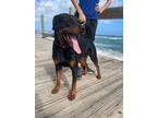 Adopt Moose a Rottweiler