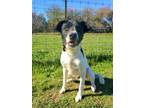 Adopt Bear a English Pointer