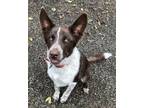 Adopt Reggie - Young - Reduced Fee $150 a Shepherd, Cattle Dog
