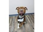 Adopt Cash a Pit Bull Terrier