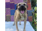 Adopt Rugur a Labrador Retriever, Boxer