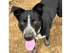 Adopt Jax a Australian Cattle Dog / Blue Heeler, Labrador Retriever