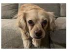 Adopt Chandler a Cocker Spaniel