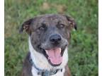 Adopt Stanley a Pit Bull Terrier